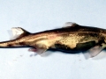 Dwarf Lantern Shark