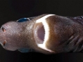 Dwarf Lantern Shark