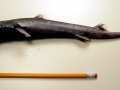 Dwarf Lantern Shark