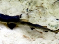 Dwarf Lantern Shark