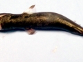 Dwarf Lantern Shark