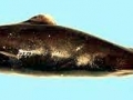 Dwarf Lantern Shark