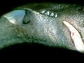 Dwarf Lantern Shark
