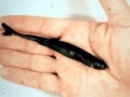 Dwarf Lantern Shark