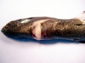 Dwarf Lantern Shark
