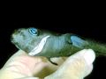 Dwarf Lantern Shark