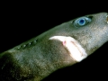 Dwarf Lantern Shark