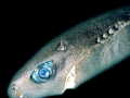 Dwarf Lantern Shark