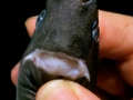Dwarf Lantern Shark