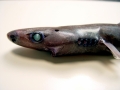 Dwarf Lantern Shark