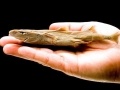 Dwarf Lantern Shark