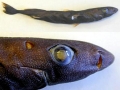 Dwarf Lantern Shark