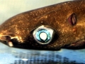 Dwarf Lantern Shark