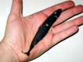 Dwarf Lantern Shark