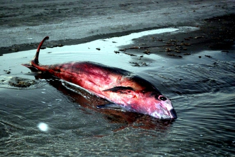 Pygmy Sperm Whale
