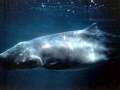 Pygmy Sperm Whale