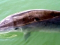 Pygmy Sperm Whale