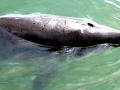 Pygmy Sperm Whale