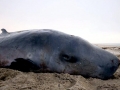 Pygmy Sperm Whale