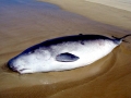 Pygmy Sperm Whale