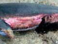 Pygmy Sperm Whale