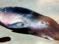 Pygmy Sperm Whale