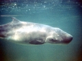 Pygmy Sperm Whale