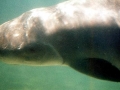 Pygmy Sperm Whale