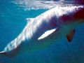 Pygmy Sperm Whale