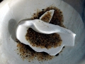 Ocean Quahog