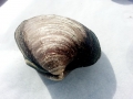 Ocean Quahog