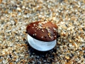 Ocean Quahog