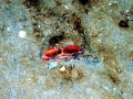 Ocean Quahog