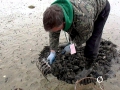 Ocean Quahog
