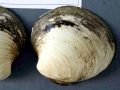 Ocean Quahog