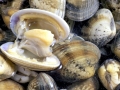 Ocean Quahog