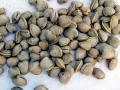 Ocean Quahog