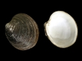 Ocean Quahog