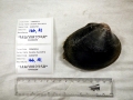 Ocean Quahog