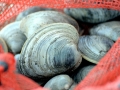 Ocean Quahog