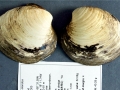 Ocean Quahog