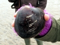 Ocean Quahog