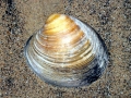 Ocean Quahog