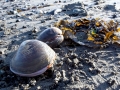 Ocean Quahog