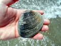 Ocean Quahog