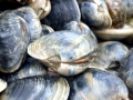 Ocean Quahog