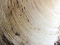 Ocean Quahog