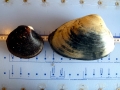 Ocean Quahog