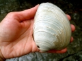Ocean Quahog
