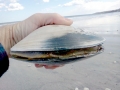Ocean Quahog